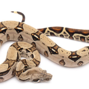 Columbian Red Tail Boa