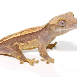 Crested Gecko