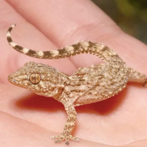 Crocodile Gecko