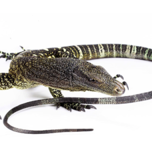 Crocodile Monitor