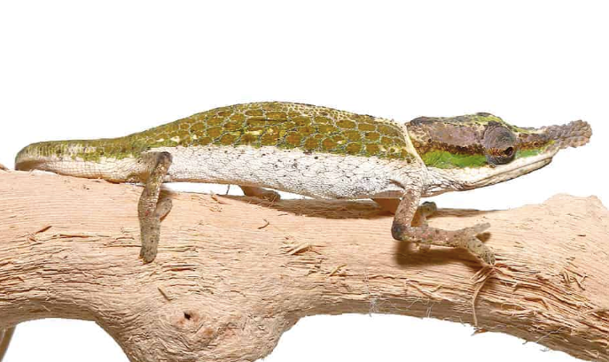 Dwarf Nose Horned Chameleon