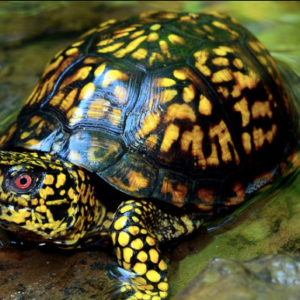 Eastern Box Turtle
