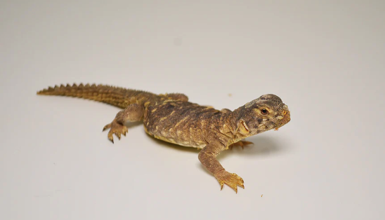 Egyptian Uromastyx