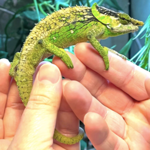 Elephant Ear Chameleon