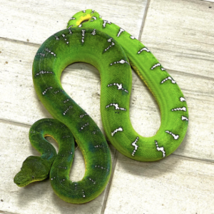Emerald Tree Boa