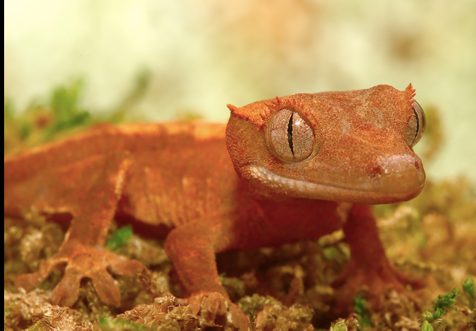 Flame Dalmatian Crested Gecko