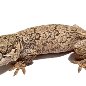 Reticulated Gargoyle Gecko