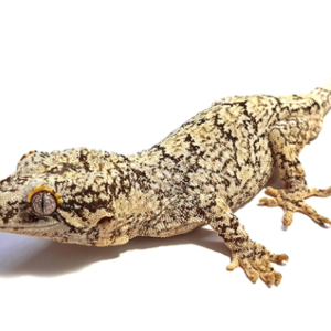 Gargoyle Gecko