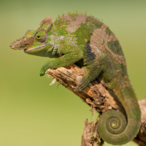 Giant Fischer’s Chameleon