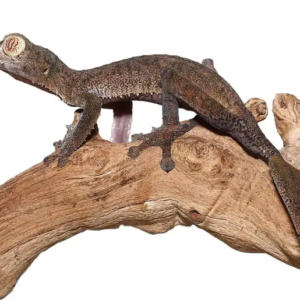 Giant Leaf Tail Gecko