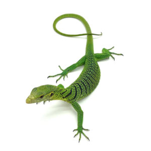 Green Tree Monitor