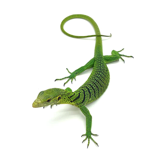 Green Tree Monitor