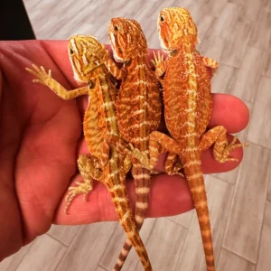 HIGH RED Bearded Dragon