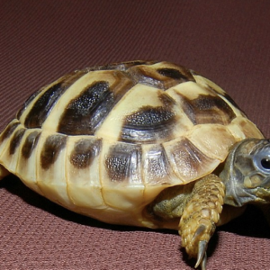 Hermanns Tortoise