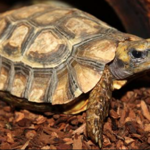 Home’s Hingeback Tortoise