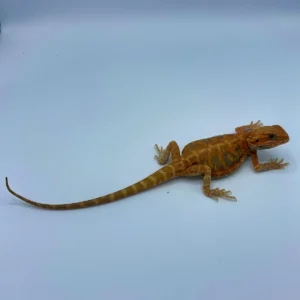 Super Hypo Red Translucent Bearded Dragon