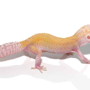 Raptor Leopard Gecko
