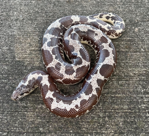 Kenyan Sand Boa