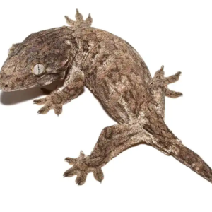 Leachianus Gecko