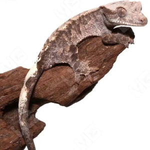 Cappuccino Crested Gecko