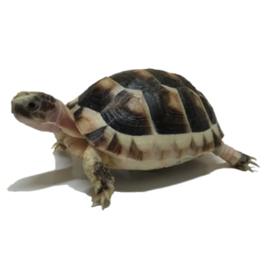 Marginated Tortoise