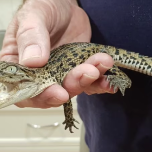 Morelet’s Crocodile for