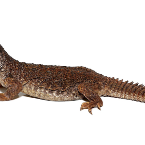 Moroccan Uromastyx