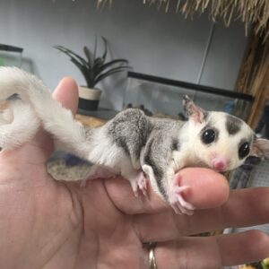 Mosaic Sugar Glider