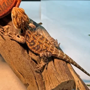 High End Bearded Dragons