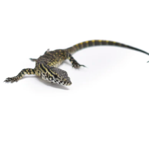Nile Monitor