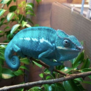 Nosy Be Panther Chameleon