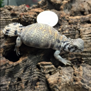 Omani Uromastyx