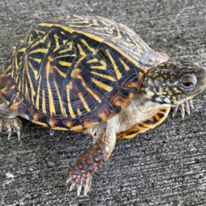 Ornate Box Turtle