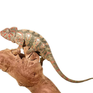 Oustalet’s Chameleon