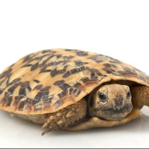 Pancake Tortoise