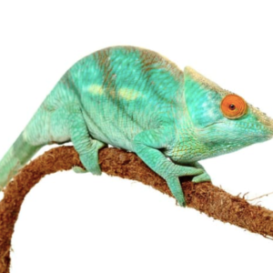Parson’s Chameleon