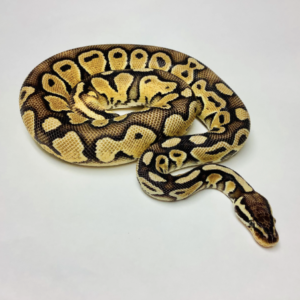 Pastel Ball Python