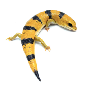 Peter’s Banded Skink