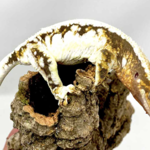 Pinstripe Crested Gecko