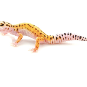 Pinstripe Leopard Gecko