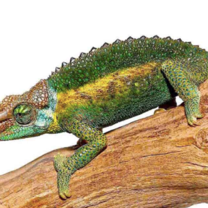 Rainbow Jackson’s Chameleon