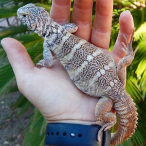 Rainbow Uromastyx