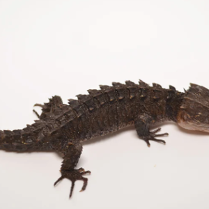 Red Eyed Crocodile Skink