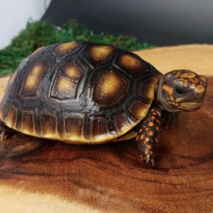 Red Foot Tortoise