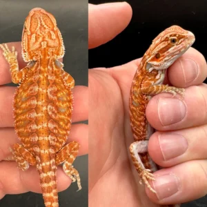Red Hypo Leatherback Fire Bearded Dragon