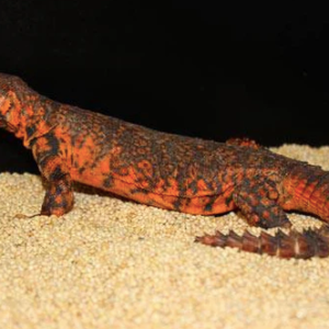 Red Niger Uromastyx