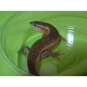 Red Sided Skink
