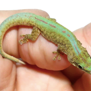Robert Merten’s Day Gecko