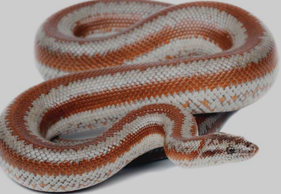 Rosy Boa