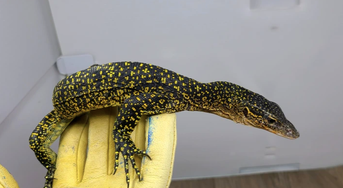 Russell Island Mangrove Monitor